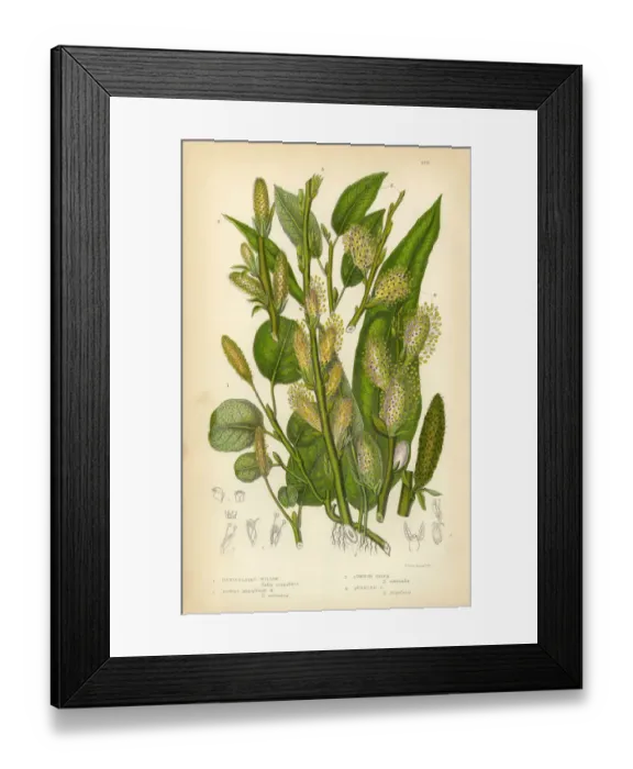 Framed Print : Willow, Mountain Willow, Tree Willow, Osier, Sallow, Victorian Botanical Illustration Framed Print : Willow, Mountain Willow, Tree Willow, Osier, Sallow, Victorian Botanical Illustration
