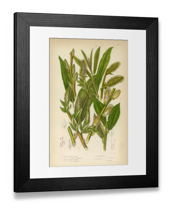 Framed Print : Osier, Willow, Sallow, Long Leaved Sallow, Victorian Botanical Illustration Framed Print : Osier, Willow, Sallow, Long Leaved Sallow, Victorian Botanical Illustration