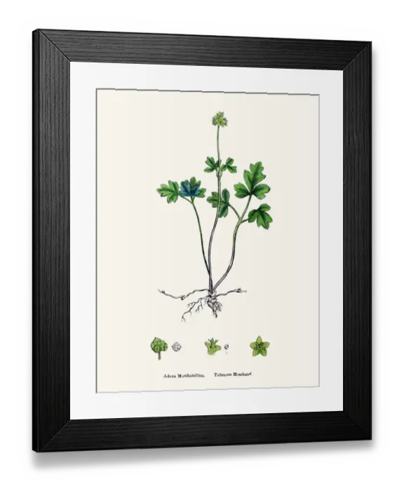 Framed Print : Moschatel plant Adoxa moschatellina scientific illustration Framed Print : Moschatel plant Adoxa moschatellina scientific illustration