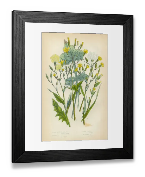Framed Print : Lettuce, Ivy, Ivy Lettuce, Victorian Botanical Illustration Framed Print : Lettuce, Ivy, Ivy Lettuce, Victorian Botanical Illustration