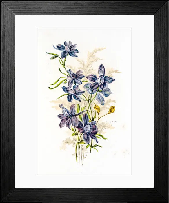 Framed Print : Spring flowers composition 19 century illustration Framed Print : Spring flowers composition 19 century illustration