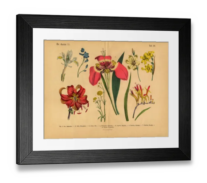 Framed Print : Flowers of the Garden, Victorian Botanical Illustration Framed Print : Flowers of the Garden, Victorian Botanical Illustration