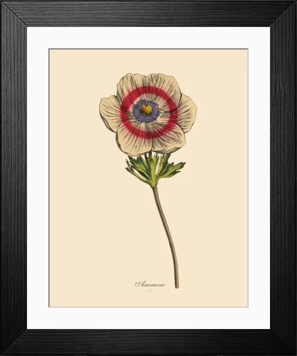 Framed Print : Anemone Plants, Victorian Botanical Illustration Framed Print : Anemone Plants, Victorian Botanical Illustration