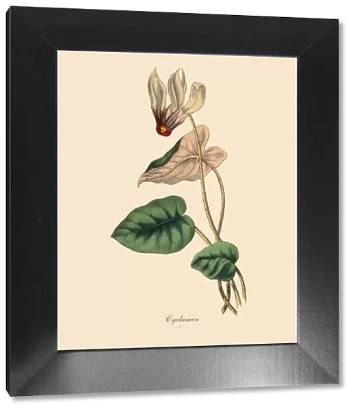 Cyclamen Plants, Victorian Botanical Illustration