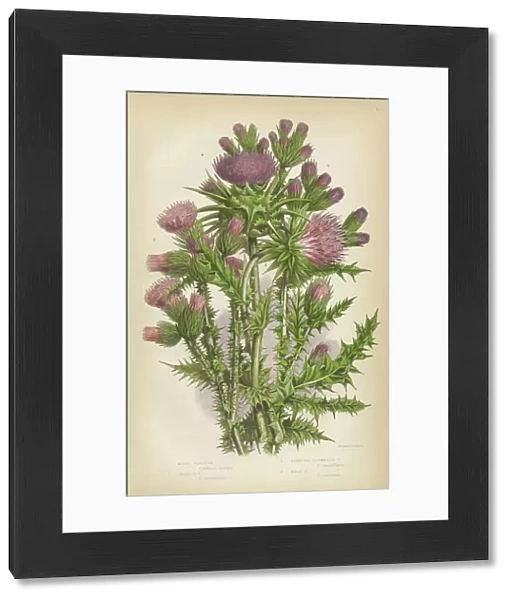 Thistle, Milk Thistle, Musk Thistle, Scotland, Victorian Botanical Illustration