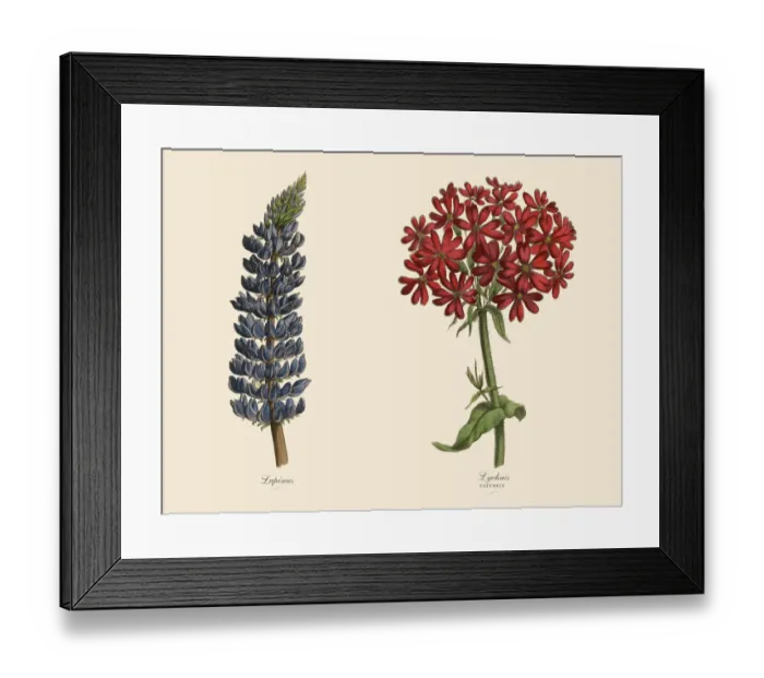Framed Print : Victorian Botanical Illustration of Catchfly and Lupinus Plants