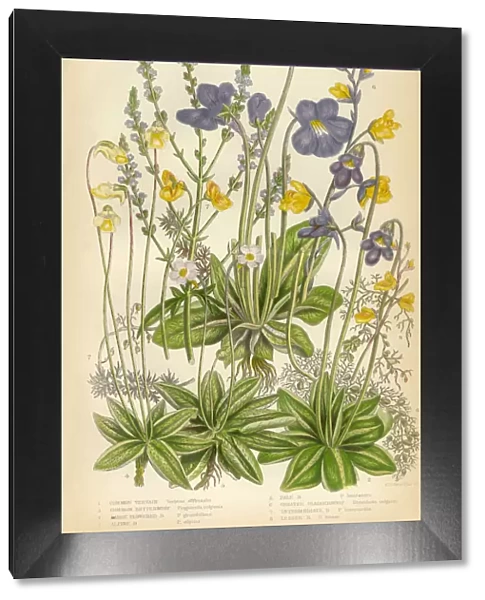 Verbena, Vervain, Butterworth, Pinguicula, Bladderwort, Victorian Botanical Illustration