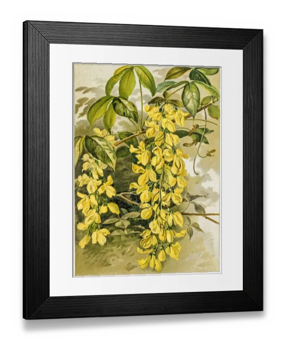 Framed Print : Spring flowers composition 19 century illustration Framed Print : Spring flowers composition 19 century illustration