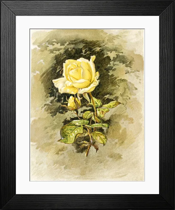 Framed Print : Yellow rose 19 century illustration Framed Print : Yellow rose 19 century illustration