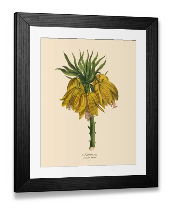 Framed Print : Fritillaria or Mission Bells Plants, Victorian Botanical Illustration Framed Print : Fritillaria or Mission Bells Plants, Victorian Botanical Illustration