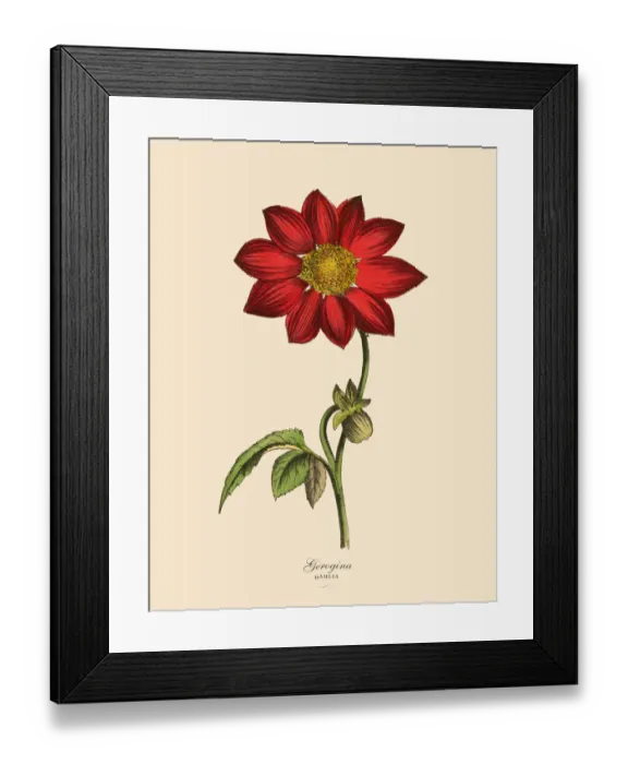 Framed Print : Georgina or Dahlia Plants, Victorian Botanical Illustration Framed Print : Georgina or Dahlia Plants, Victorian Botanical Illustration