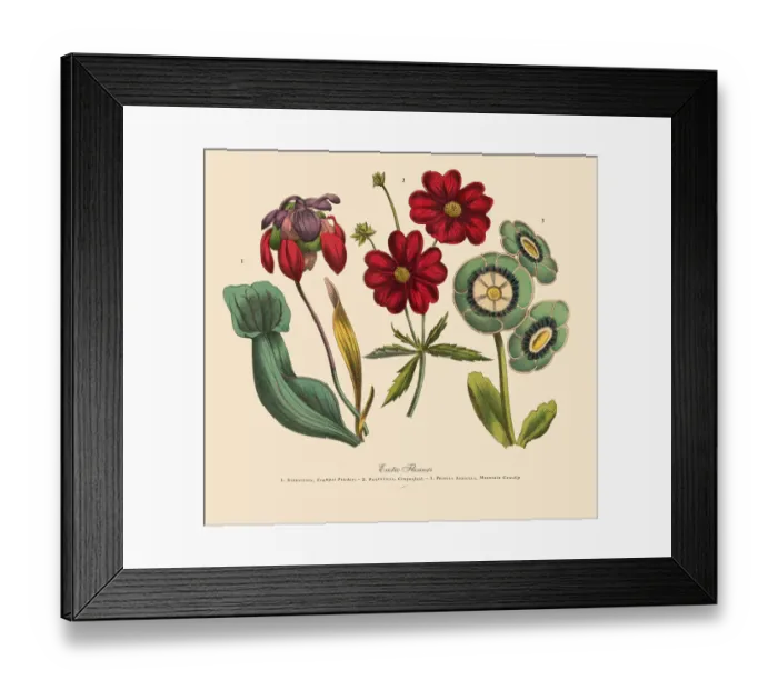 Framed Print : Exotic Flowers of the Garden, Victorian Botanical Illustration Framed Print : Exotic Flowers of the Garden, Victorian Botanical Illustration