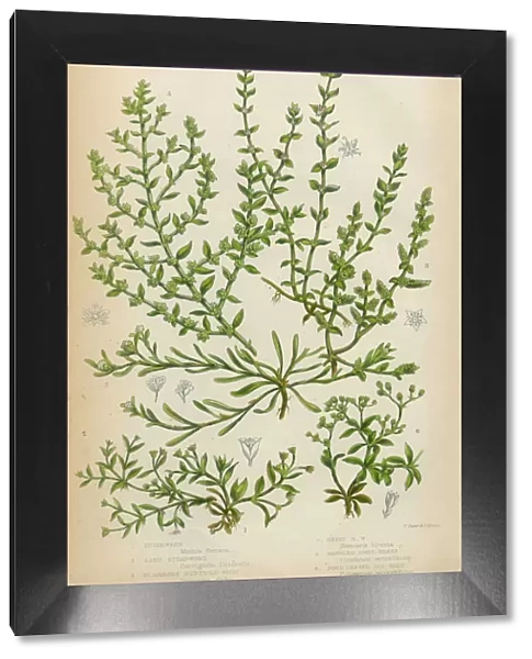Chickweed, Strapwort and Knotgrass, Victorian Botanical Illustration