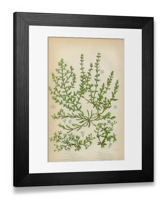 Framed Print : Chickweed, Strapwort and Knotgrass, Victorian Botanical Illustration Framed Print : Chickweed, Strapwort and Knotgrass, Victorian Botanical Illustration