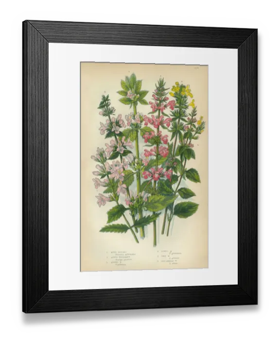 Framed Print : Betony, Stachys, Woundwort, Victorian Botanical Illustration Framed Print : Betony, Stachys, Woundwort, Victorian Botanical Illustration