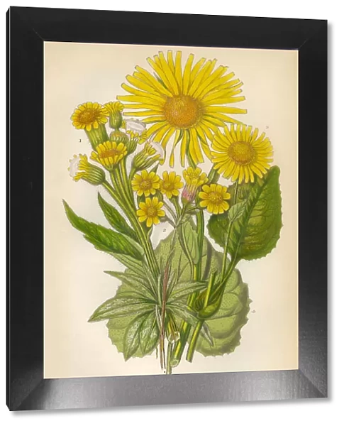 Sunflower, Aster, Ragwort, Fleawort, Tansy, Leopards Bane, Victorian Botanical Illustration