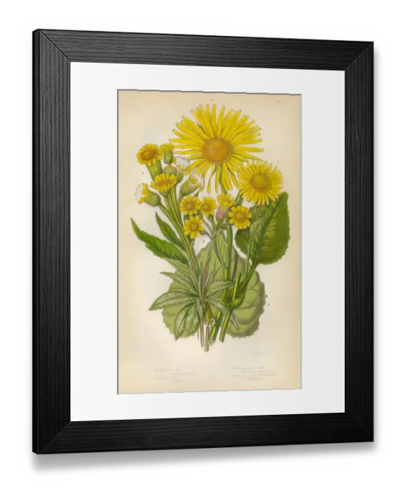 Framed Print : Sunflower, Aster, Ragwort, Fleawort, Tansy, Leopards Bane, Victorian Botanical Illustration Framed Print : Sunflower, Aster, Ragwort, Fleawort, Tansy, Leopards Bane, Victorian Botanical Illustration