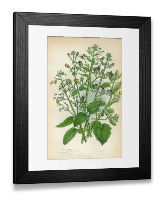 Framed Print : Figwort, Fig, Scrophularia, Victorian Botanical Illustration Framed Print : Figwort, Fig, Scrophularia, Victorian Botanical Illustration