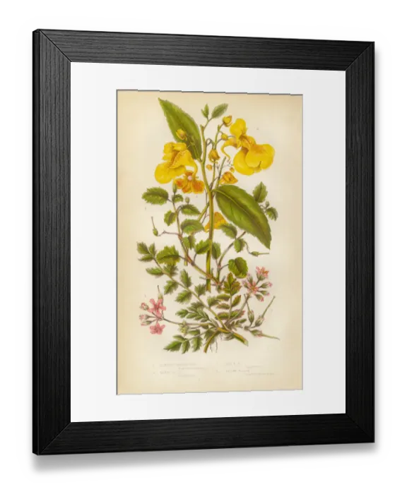Framed Print : Victorian Botanical Illustration: Hemlock and Balsam Framed Print : Victorian Botanical Illustration: Hemlock and Balsam