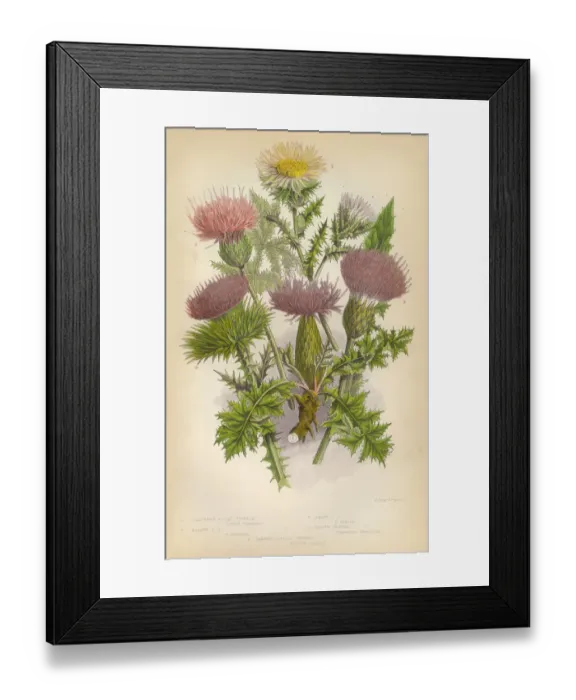Framed Print : Thistle, Milk Thistle, Plume Thistle, Scotland, Victorian Botanical Illustration Framed Print : Thistle, Milk Thistle, Plume Thistle, Scotland, Victorian Botanical Illustration