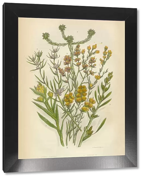Sunflower, Cudweed, Helichrysum, Filago, Cottonroses, Victorian Botanical Illustration