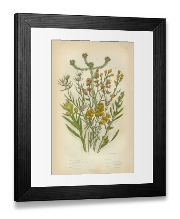 Framed Print : Sunflower, Cudweed, Helichrysum, Filago, Cottonroses, Victorian Botanical Illustration Framed Print : Sunflower, Cudweed, Helichrysum, Filago, Cottonroses, Victorian Botanical Illustration