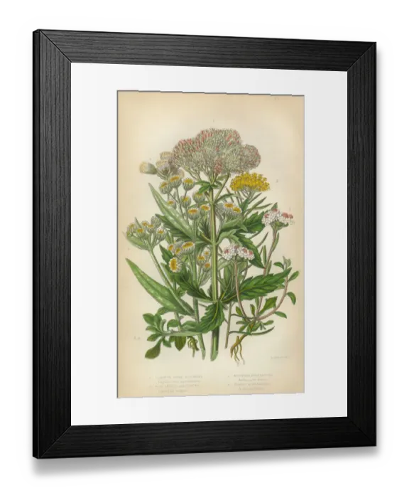 Framed Print : Sunflower, Acrimony, Goldilocks, Everlasting, Helichrysum, Victorian Botanical Illustration Framed Print : Sunflower, Acrimony, Goldilocks, Everlasting, Helichrysum, Victorian Botanical Illustration