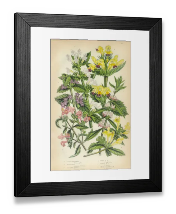 Framed Print : Horehound, Lamiaceae, Motherwort, Nettle, Stinging Nettle, Hemp, Victorian Botanical Illustration Framed Print : Horehound, Lamiaceae, Motherwort, Nettle, Stinging Nettle, Hemp, Victorian Botanical Illustration