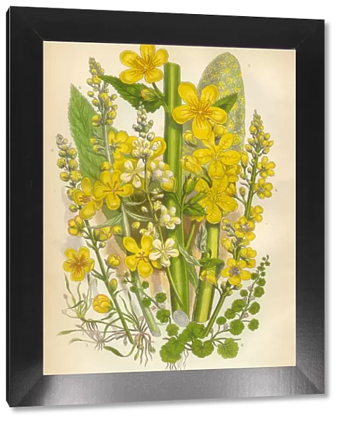 Primrose, Oenothera, Mudwort, Mullein, Victorian Botanical Illustration