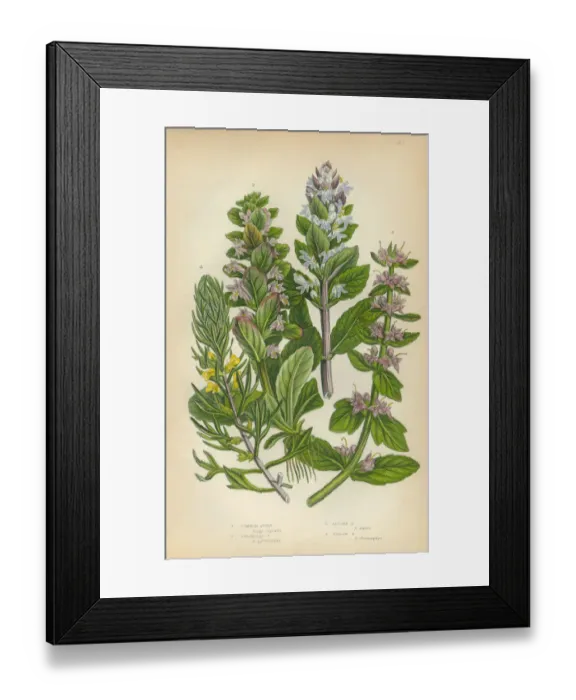 Framed Print : Bugleweed, Ajuga, Ground Pine, Carpet Bugle, Victorian Botanical Illustration Framed Print : Bugleweed, Ajuga, Ground Pine, Carpet Bugle, Victorian Botanical Illustration