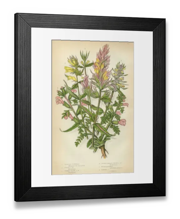 Framed Print : Cow Wheat, Melampyrum, Lousewort, Pedicularis, Victorian Botanical Illustration Framed Print : Cow Wheat, Melampyrum, Lousewort, Pedicularis, Victorian Botanical Illustration