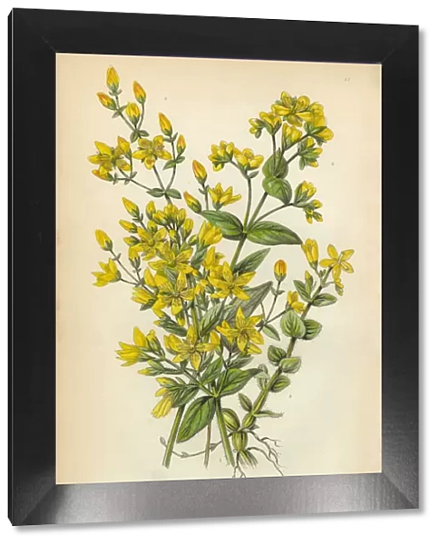 Victorian Botanical Illustration: St. Johns Wort