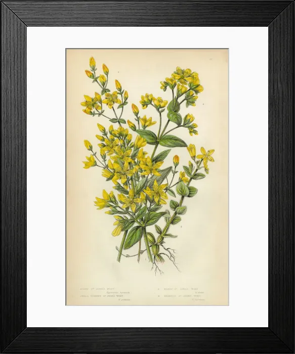 Framed Print : Victorian Botanical Illustration: St. Johns Wort Framed Print : Victorian Botanical Illustration: St. Johns Wort