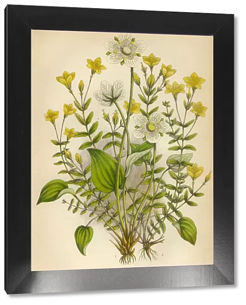 Victorian Botanical Illustration: St. Johns Wort