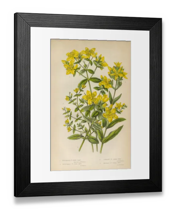 Framed Print : Victorian Botanical Illustration: St. Johns Wort Framed Print : Victorian Botanical Illustration: St. Johns Wort