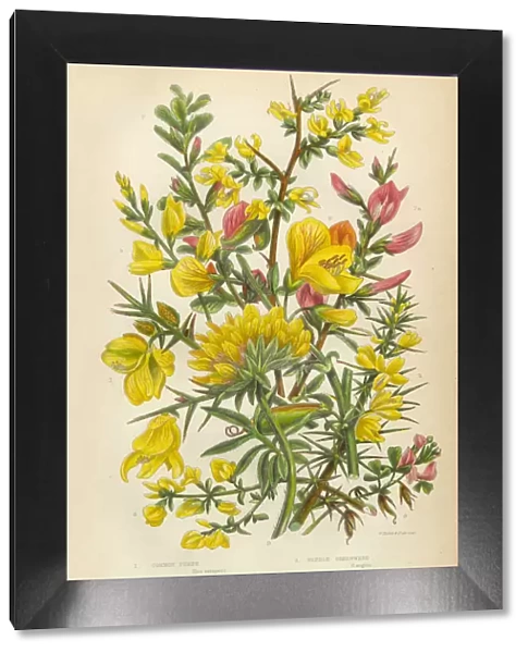 Victorian Botanical Illustration: Furze, Greenweed, Harrow and Vetch