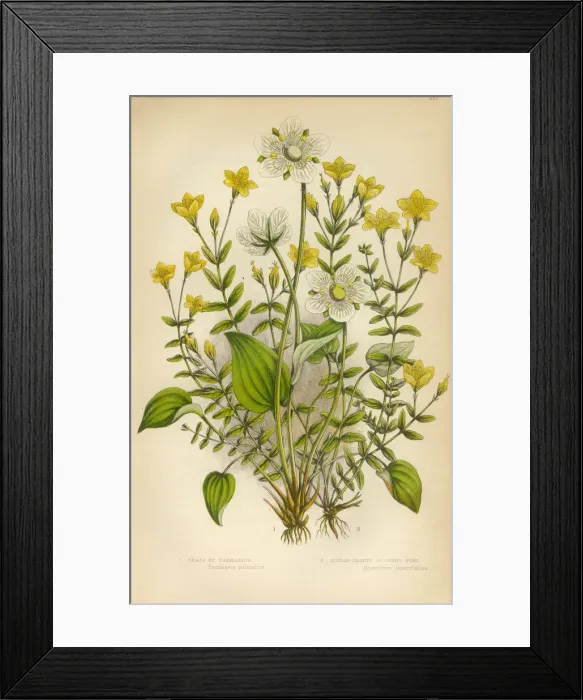Framed Print : Victorian Botanical Illustration: St. Johns Wort and Parnassus Framed Print : Victorian Botanical Illustration: St. Johns Wort and Parnassus