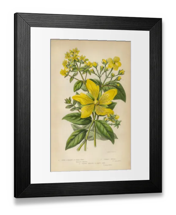 Framed Print : Victorian Botanical Illustration: St. Johns Wort Framed Print : Victorian Botanical Illustration: St. Johns Wort