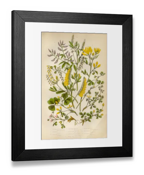Framed Print : Victorian Botanical Illustration: Medick and Black Medick Framed Print : Victorian Botanical Illustration: Medick and Black Medick