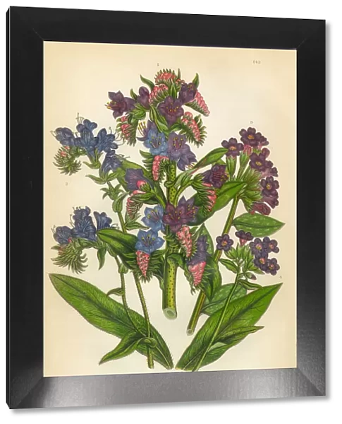 Lungwort, Burgloss, Purple Vipers Bugloss, Pulmonaria, Victorian Botanical Illustration
