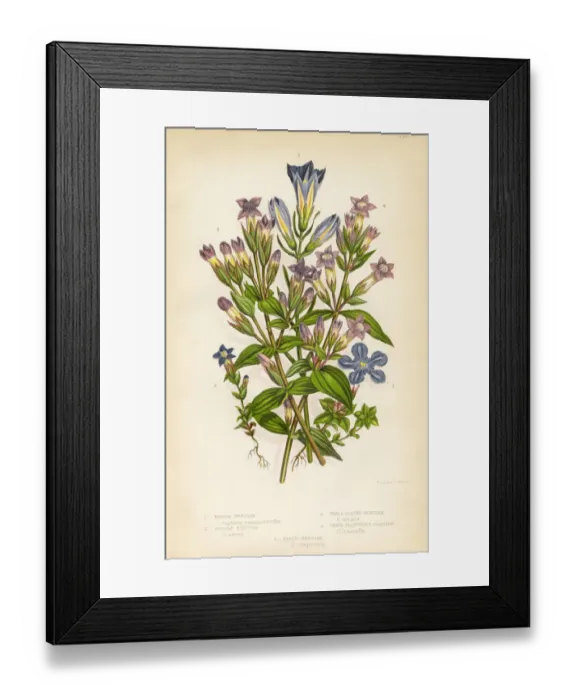 Framed Print : Gentian, Felwort (Gentiana pneumonanthe), Victorian Botanical Illustration Framed Print : Gentian, Felwort (Gentiana pneumonanthe), Victorian Botanical Illustration