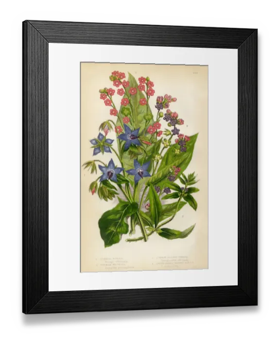 Framed Print : Borage, Comfrey, Madwort, Asperugo, Houndstounge, Victorian Botanical Illustration Framed Print : Borage, Comfrey, Madwort, Asperugo, Houndstounge, Victorian Botanical Illustration