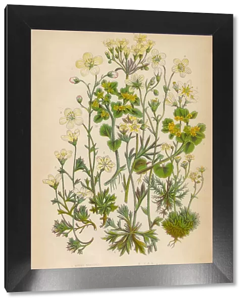 Saxifrage, Saxifraga, Rockfoil and Succulent Victorian Botanical Illustration