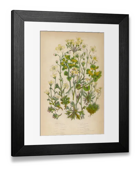 Framed Print : Saxifrage, Saxifraga, Rockfoil and Succulent Victorian Botanical Illustration Framed Print : Saxifrage, Saxifraga, Rockfoil and Succulent Victorian Botanical Illustration