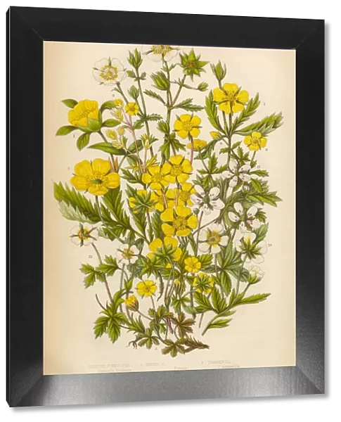 Cinque, Strawberry, Potentilla, Tormentil and Silver Weed Victorian Botanical Illustration
