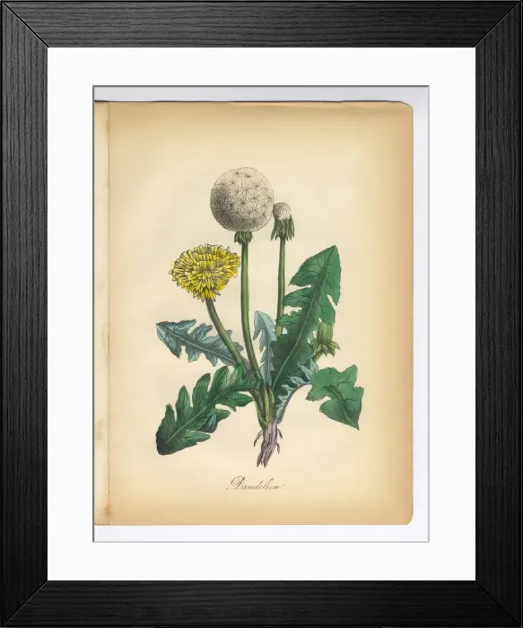 Framed Print : Dandelion Victorian Botanical Illustration Framed Print : Dandelion Victorian Botanical Illustration