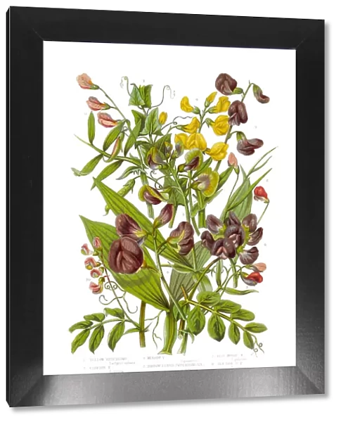 Yellow and Black Bitter Vetch and Peas Victorian Botanical Illustration