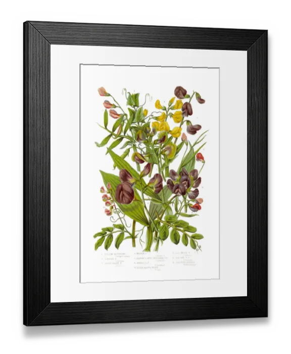Framed Print : Yellow and Black Bitter Vetch and Peas Victorian Botanical Illustration Framed Print : Yellow and Black Bitter Vetch and Peas Victorian Botanical Illustration