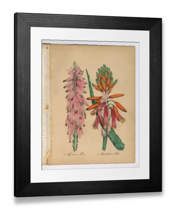 Framed Print : African Aloe and Aloe Victorian Botanical Illustration Framed Print : African Aloe and Aloe Victorian Botanical Illustration