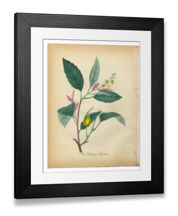 Framed Print : Purging Croton, Bromeliad, Victorian Botanical Illustration Framed Print : Purging Croton, Bromeliad, Victorian Botanical Illustration